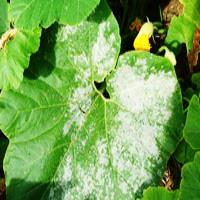 کاربرد سولفات مس در کشاورزی