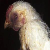 بیماری گامبورو در طیور