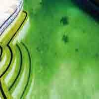 بهترین روش های جلبک زدایی استخر