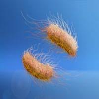 بیماری سالمونا چیست؟