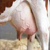 نکات مهم دوشیدن شیر دام