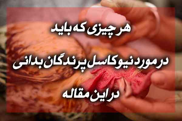 همه چیز در مورد نیوکاسل