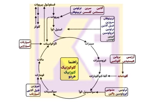 اینفوگرافیک اسید آمینه