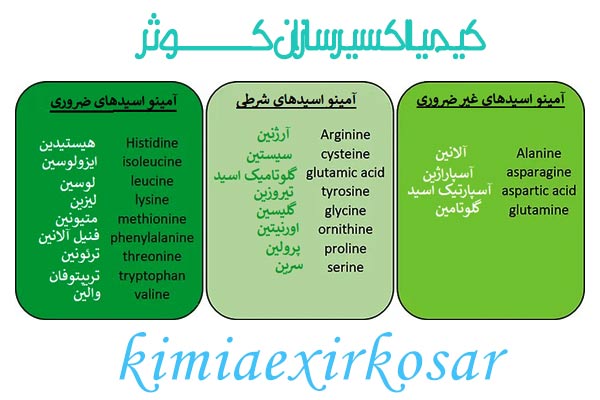 اینفوگرافیکی انواع اسیدآمینه