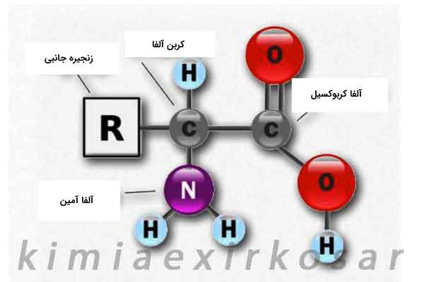 تصویر مولکولی آمینواسید