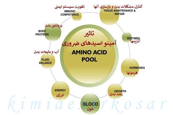 اسیدآمینه های ضروری بدن انسان