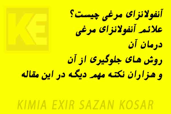 آنفولانزای مرغی چیست